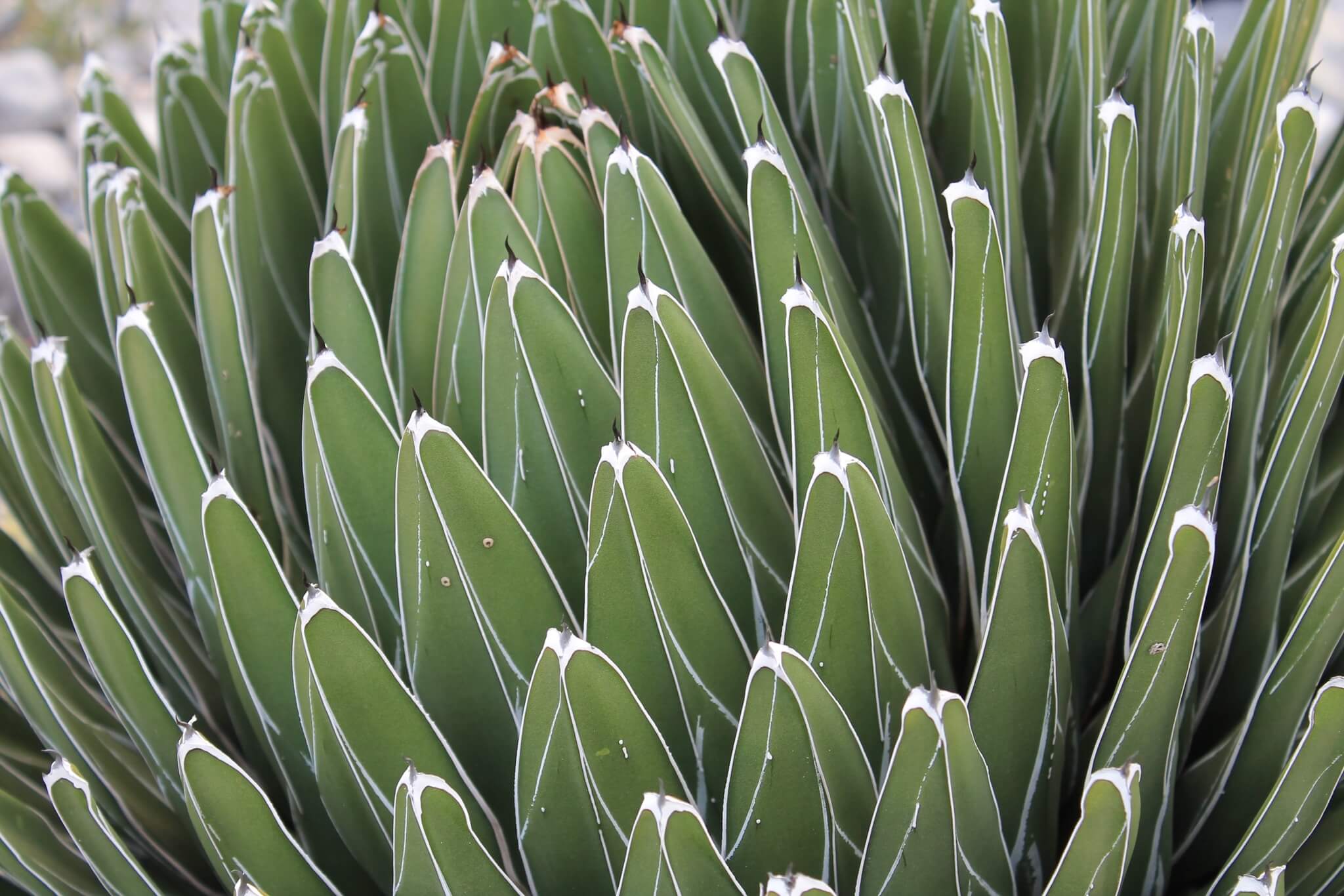 Agave victoriae reginae